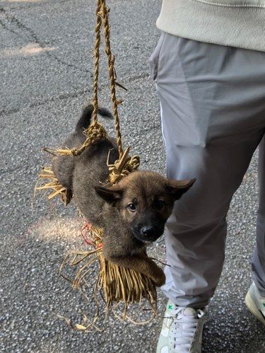狗说：这辈子也算荡过秋千了