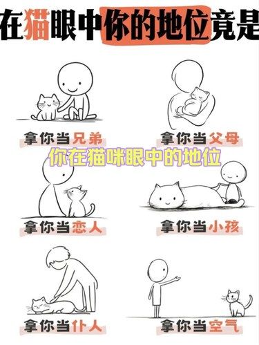 你家猫把你当啥了？