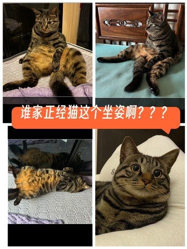 谁家正经猫这个坐姿啊？？？