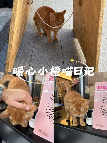 咖啡店的猫店长，是老板的镇店之宝