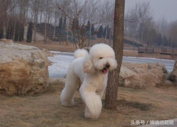 世界上五大被称为“长腿欧巴”的狗狗：中国的国产犬种也榜上有名