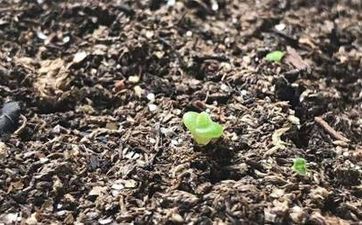 属牛供养金蟾好吗 供养金蟾要注意什么