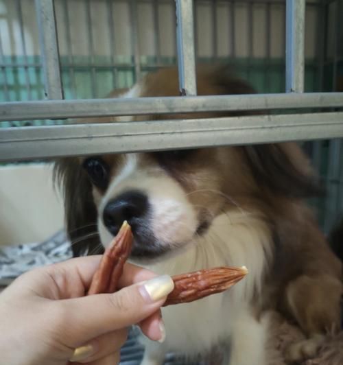 狗狗喂食时间的重要性（以宠物健康为出发点的饲养指南）