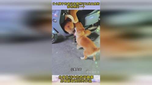 什么牌子的电动车居然可以坐五条狗，我也想买一个
