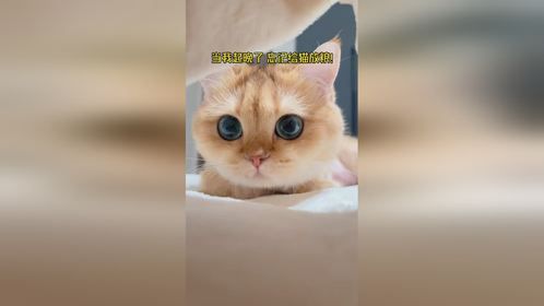 睡懒觉被小饿喵发现了！