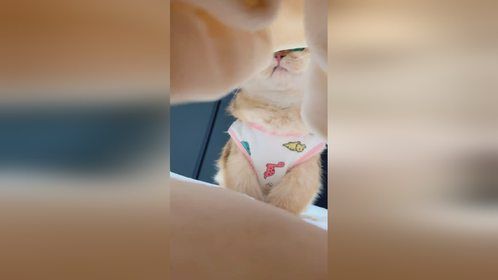 当我起晚了忘记给猫放粮！