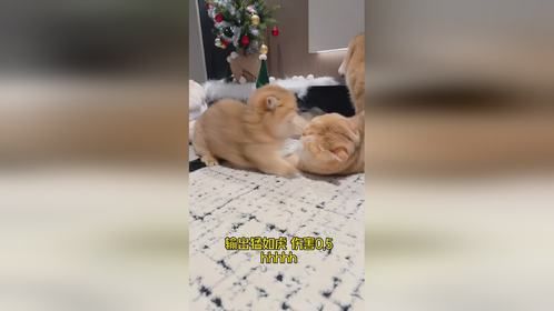 小矮脚打架眼睛一闭全靠运气！