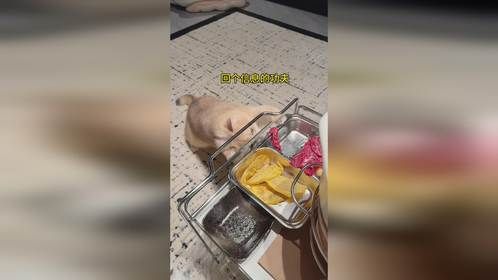 小猫咪能走什么坏心眼呢！
