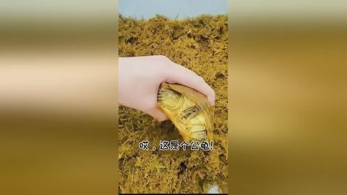 你们说，它还会复明吗？