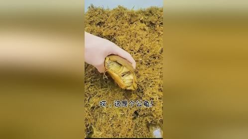快帮我看看这只大公龟怎么了？我真的不是重女轻男
