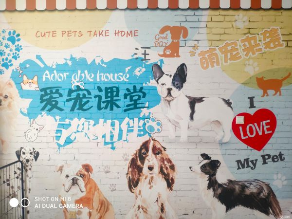 郑州训犬·爱宠课堂（训犬服从+行为习惯+社会化）家庭式寄养