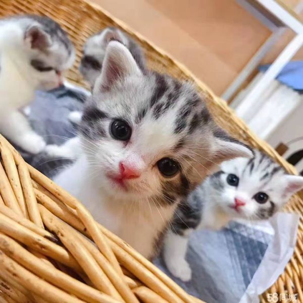 郑州正规猫舍 领养猫咪 寄养 幼猫出售 种公对外借配 可上门