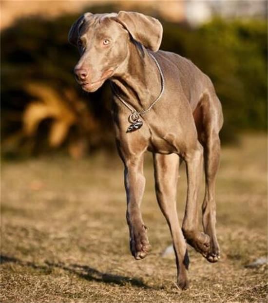 如何喂养威玛猎犬？威玛猎犬的种群现状