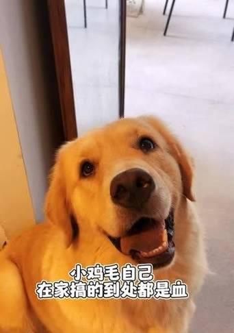 小狗屎里有点血，如何正确对待宠物的健康问题（宠物家长必看）