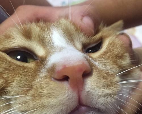 小猫鼻子老是脏，怎么办（宠物猫鼻子的清洁方法和注意事项）