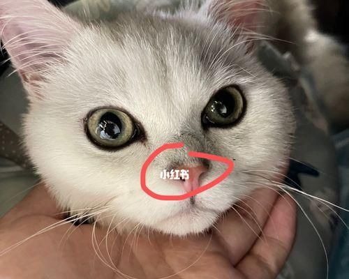 小猫鼻子老是脏，怎么办（宠物猫鼻子的清洁方法和注意事项）