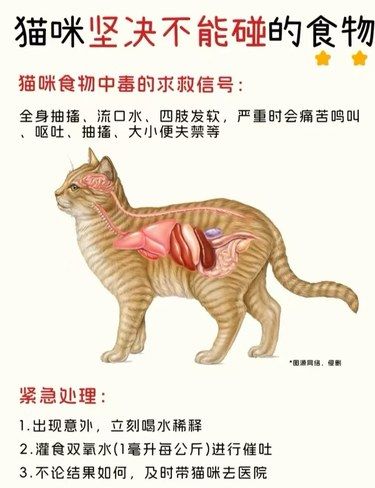 小猫咪不能吃的食物和推荐吃的食物一览表。