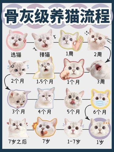 骨灰级养猫攻略