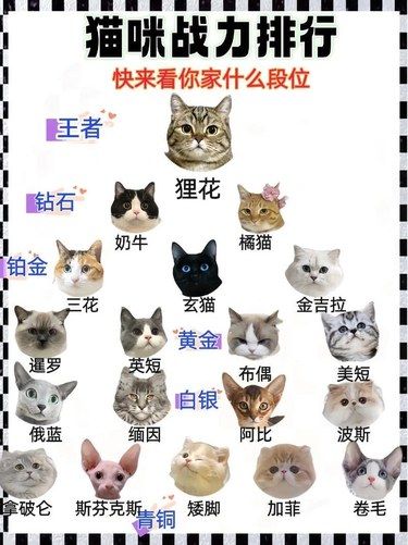 如果猫咪有段位