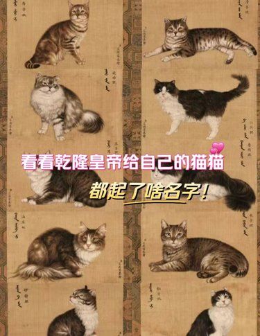 乾隆皇帝：猫奴界的取名大师！
