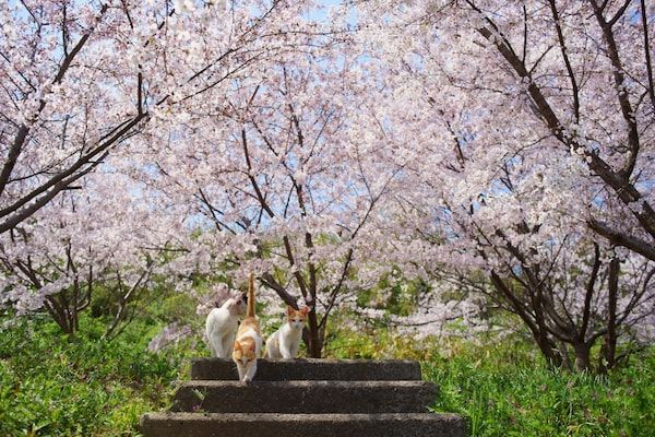 “猫之日”来了，春天要到了