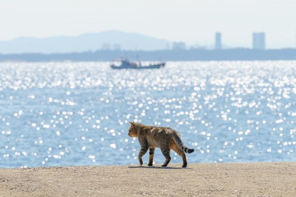日本还有......猫岛？！