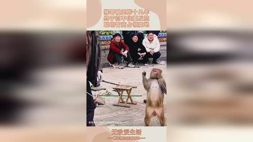 猴哥被压榨十几年，终于忍不住要反抗，聪明智商占领高地！