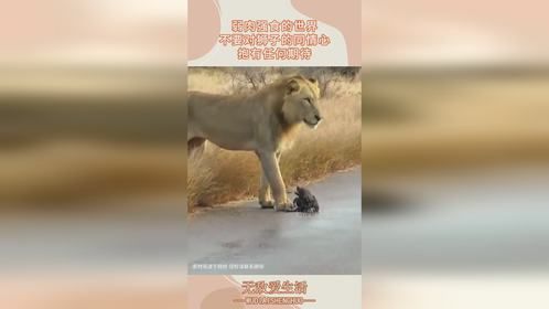 弱肉强食的世界，不要对狮子的同情心，抱有任何期待！