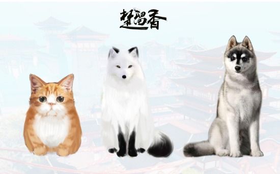 萌宠乐园，全方位宠物娱乐与亲密体验空间