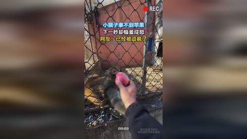 小猴子拿不到苹果，下一秒却恼羞成怒，网友：已经被逗疯了