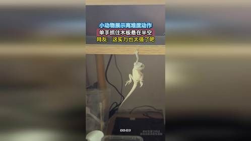小动物展示高难度动作，单手抓住木板悬在半空，网友：这实力也太强了吧