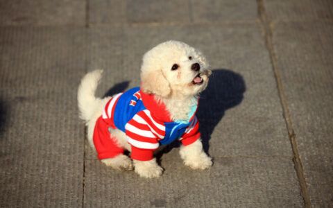 狗狗便秘怎么办？快速缓解狗狗排便困难的有效方法