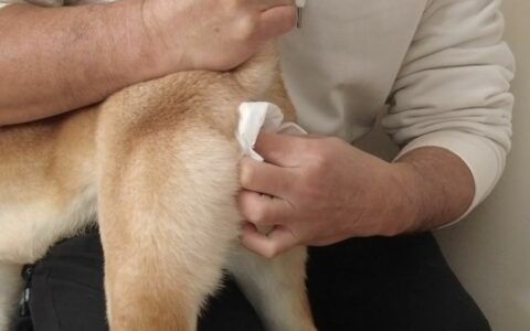 狗狗肛门发红怎么办？四大常见原因解析