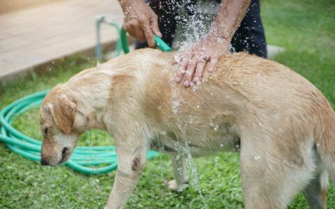 狗狗洗澡最佳频率：夏季与冬季的科学安排