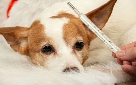 狗狗发烧了怎么办？快速识别与处理技巧