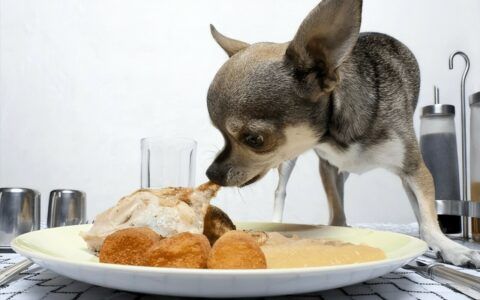狗缺钙吃什么补最快？十种优质补钙食物推荐