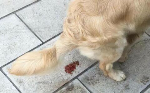 狗狗呕吐拉稀怎么办？最有效的几种处理方法