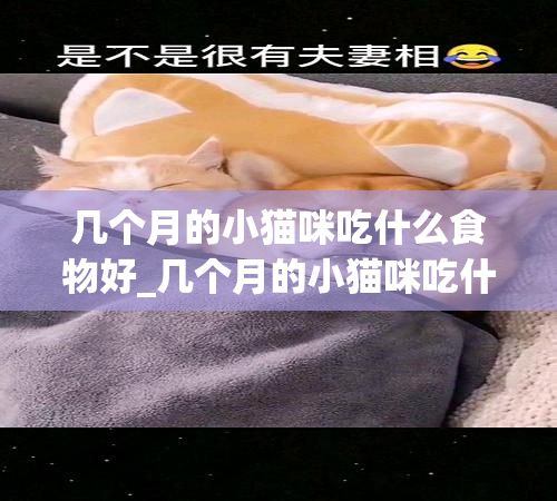 几个月的小猫咪吃什么食物好_几个月的小猫咪吃什么食物好消化