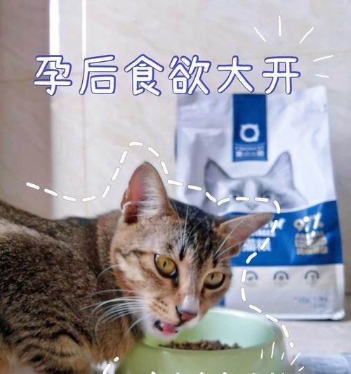 如何调节宠物猫咪的食欲（15个方法帮您让猫咪吃得健康）