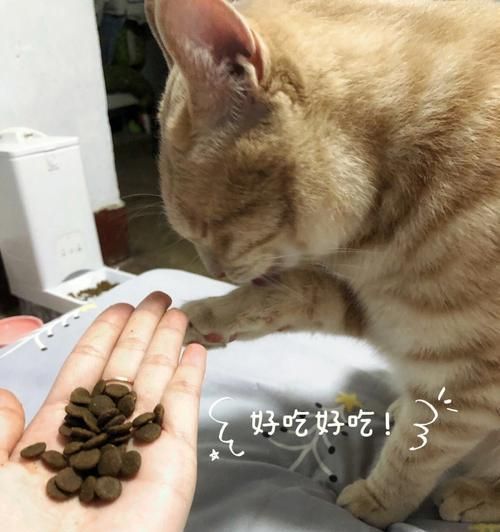 如何调节宠物猫咪的食欲（15个方法帮您让猫咪吃得健康）