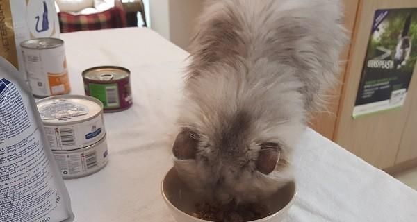 小猫肠胃出问题，如何给宠物正确护理（解析小猫肠胃问题的成因及有效治疗方法）