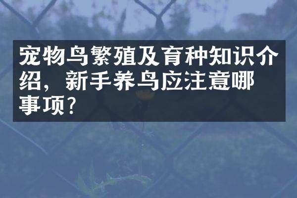 宠物鸟繁殖及育种知识介绍，新手养鸟应注意哪些事项？