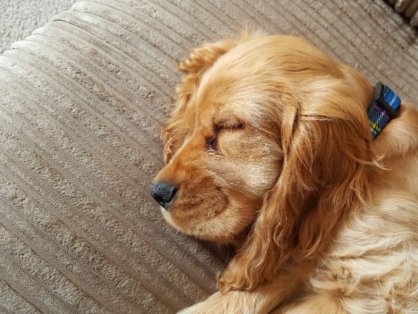 宠物保险与智能项圈：宠物健康的双重保障