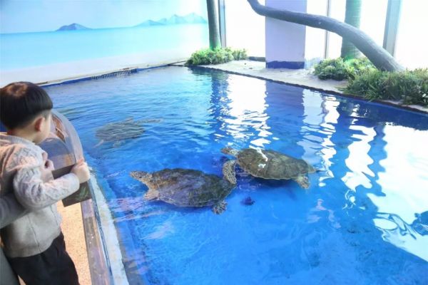 海豚酒店萌宠水上乐园，一个家庭和宠物的终极度假胜地