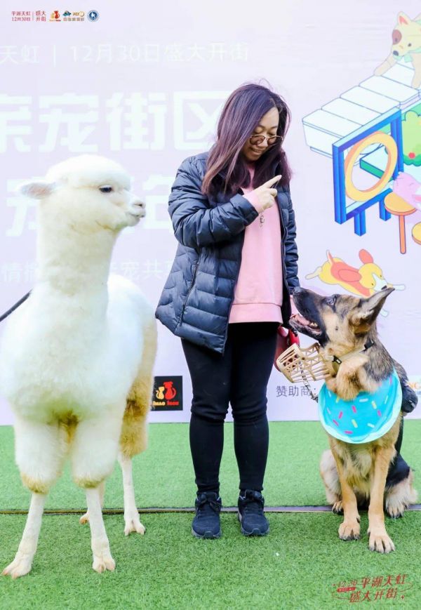 萌宠乐园新加坡客栈，宠物爱好者的天堂