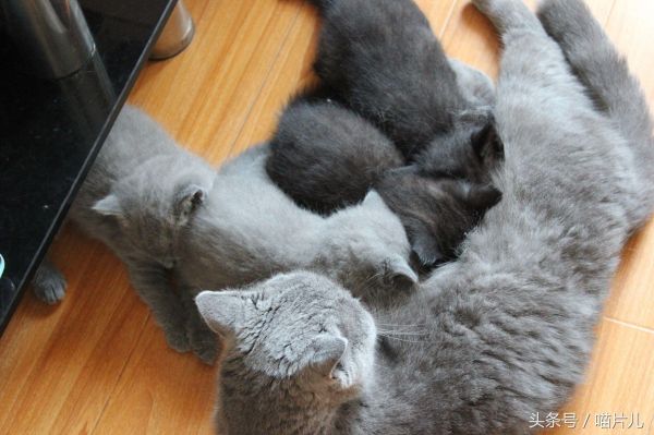 猫咪涨奶该怎么办？（教您如何照顾泌乳期母猫和崽子的健康）