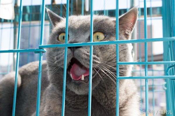 猫咪涨奶该怎么办？（教您如何照顾泌乳期母猫和崽子的健康）