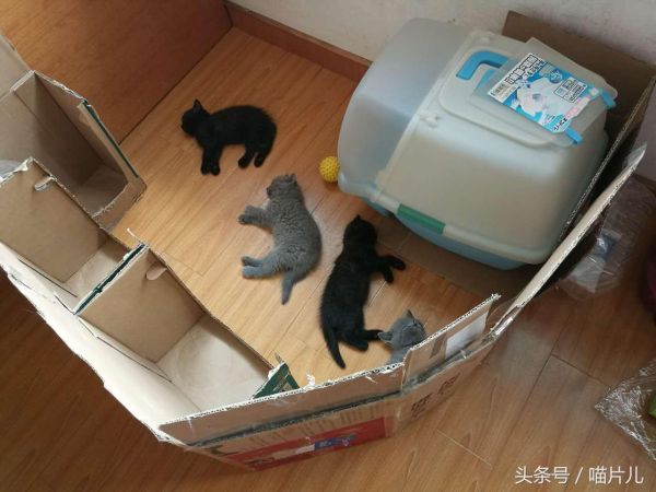 猫咪涨奶该怎么办？（教您如何照顾泌乳期母猫和崽子的健康）