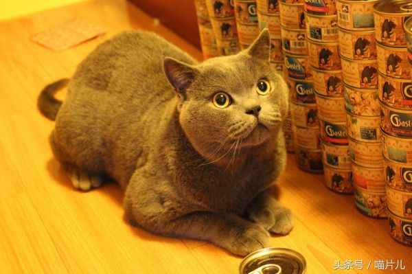 猫咪涨奶该怎么办？（教您如何照顾泌乳期母猫和崽子的健康）