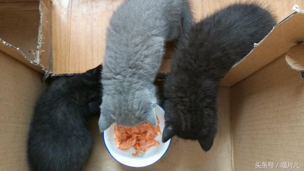 猫咪涨奶该怎么办？（教您如何照顾泌乳期母猫和崽子的健康）